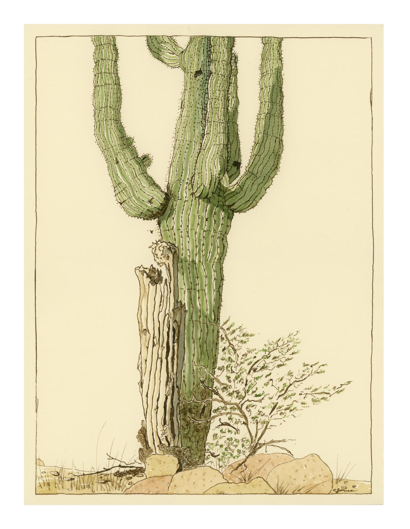 Painted drawing of an old saguaro cactus and cactus ribs by Christine Jarus.