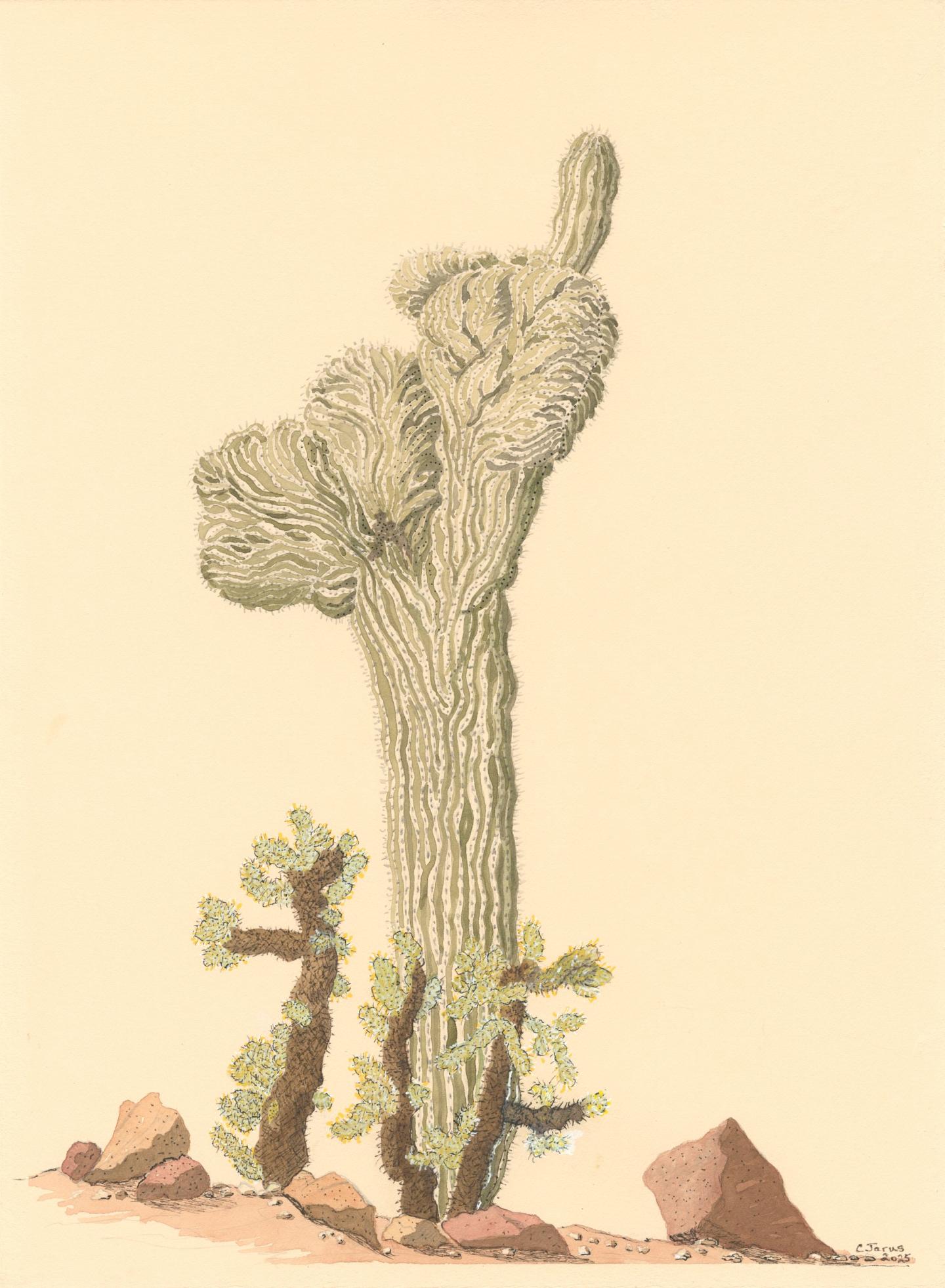 Tall cactus with branching arms, surrounded by smaller cacti and rocks.