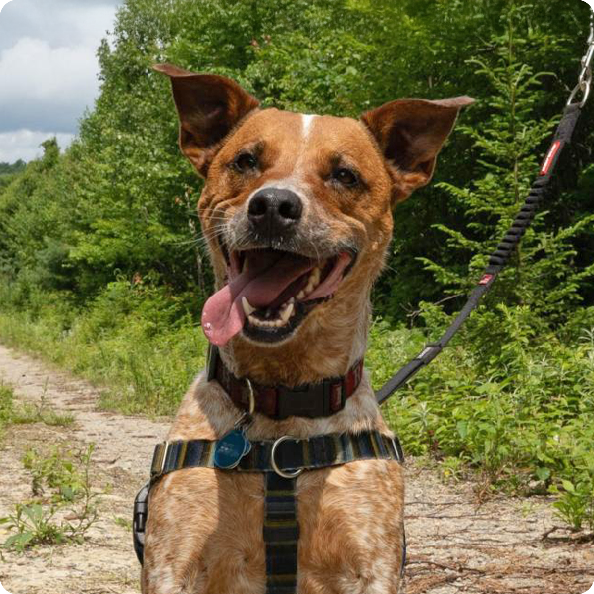 Happy dog on a leash, standing on a wooded trail.