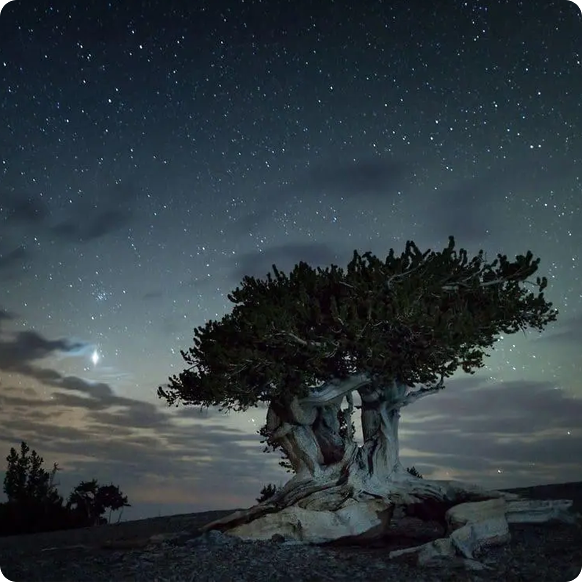 Ancient tree under a starry night sky.