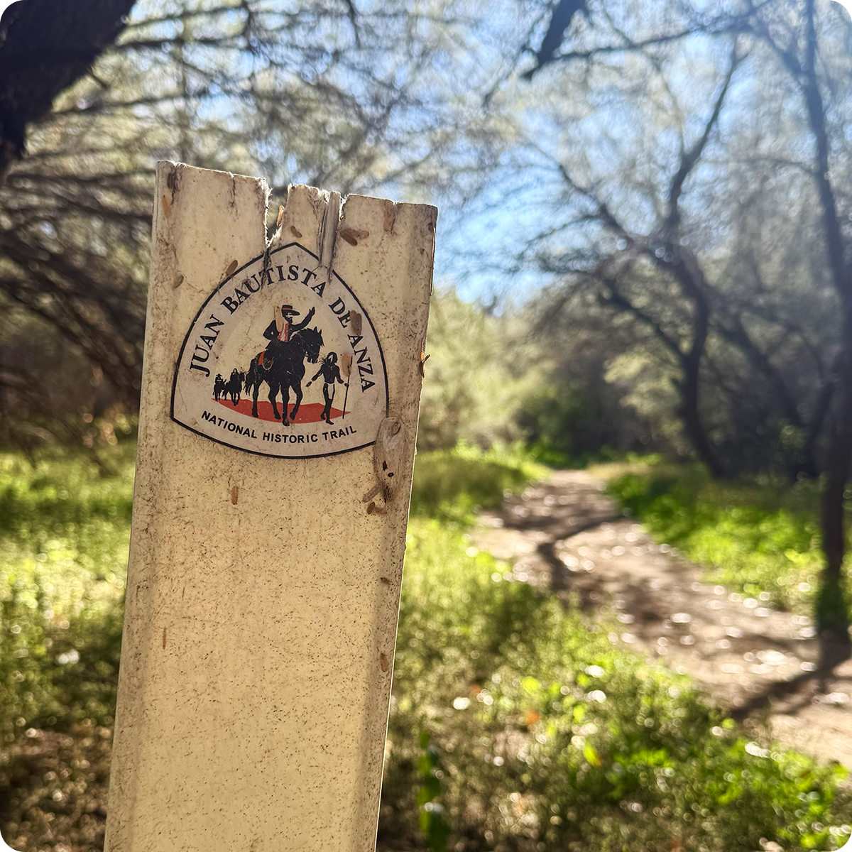 Wooden trail marker in a sunlit forest path.