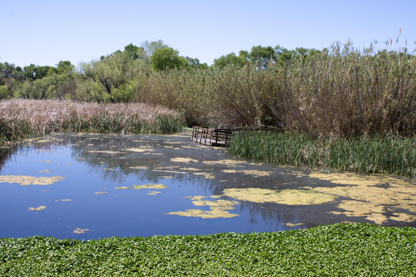 Small marsh with calm water, surrounding reeds, and distant trees under a clear sky.