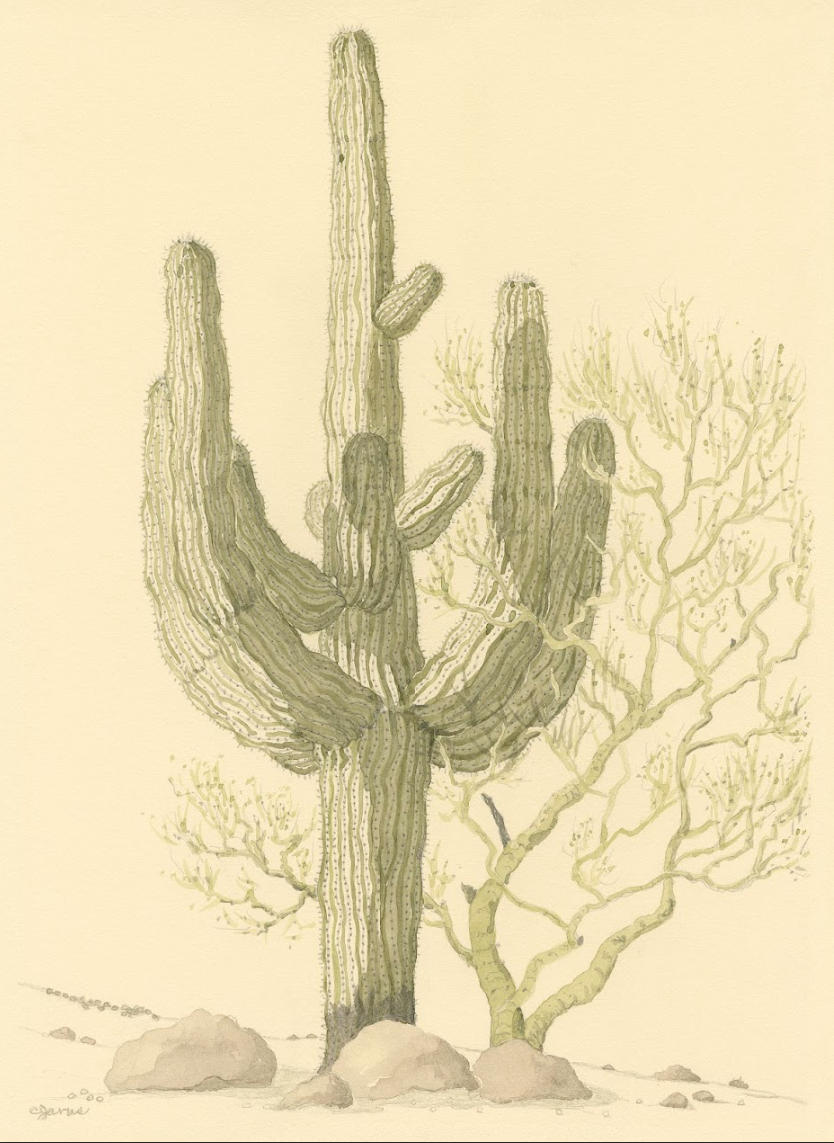 Saguaro cactus illustration with sparse desert foliage and rocks.