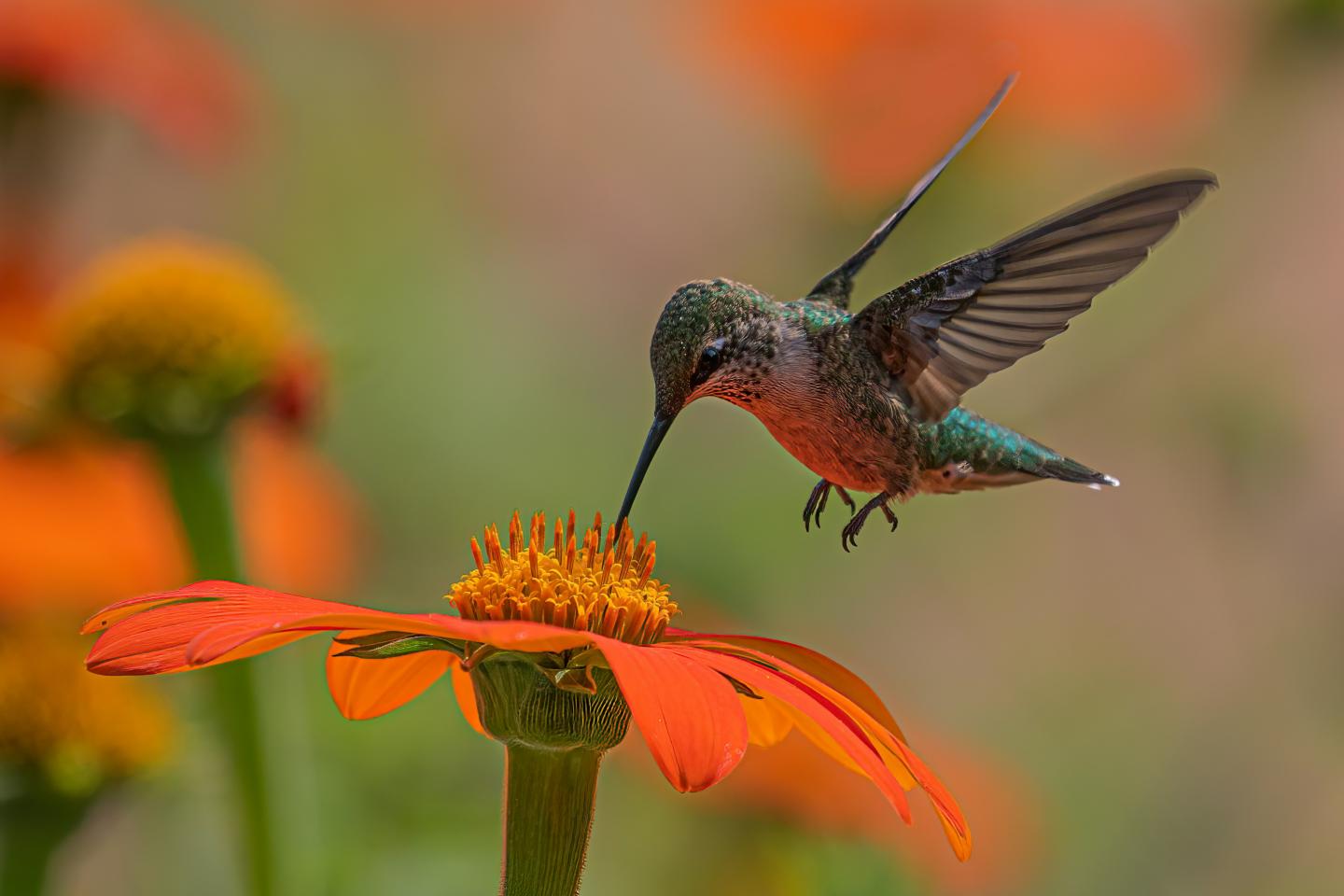 Hummingbird hovering over an orange flower with blurred background.