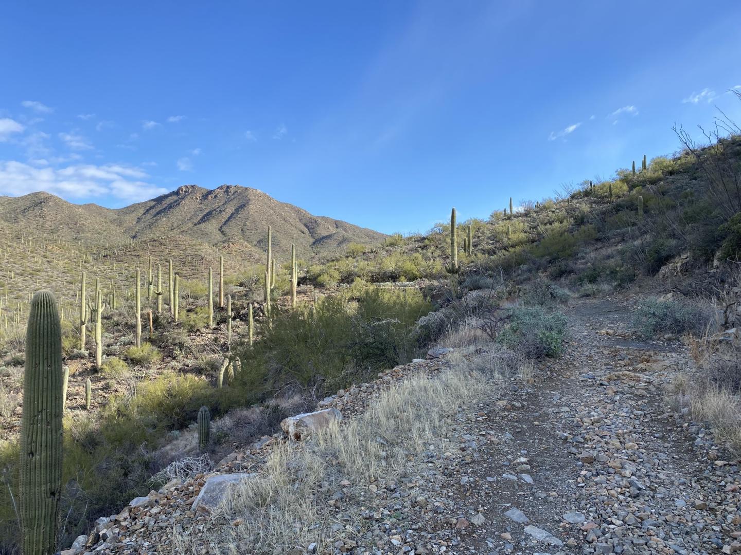 Desert trail with cacti under a clear blue sky.