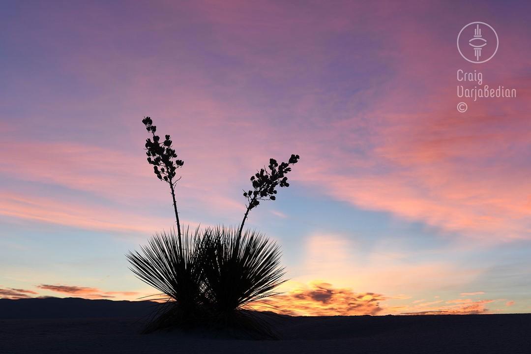 Silhouetted desert plant at sunset with a colorful sky.