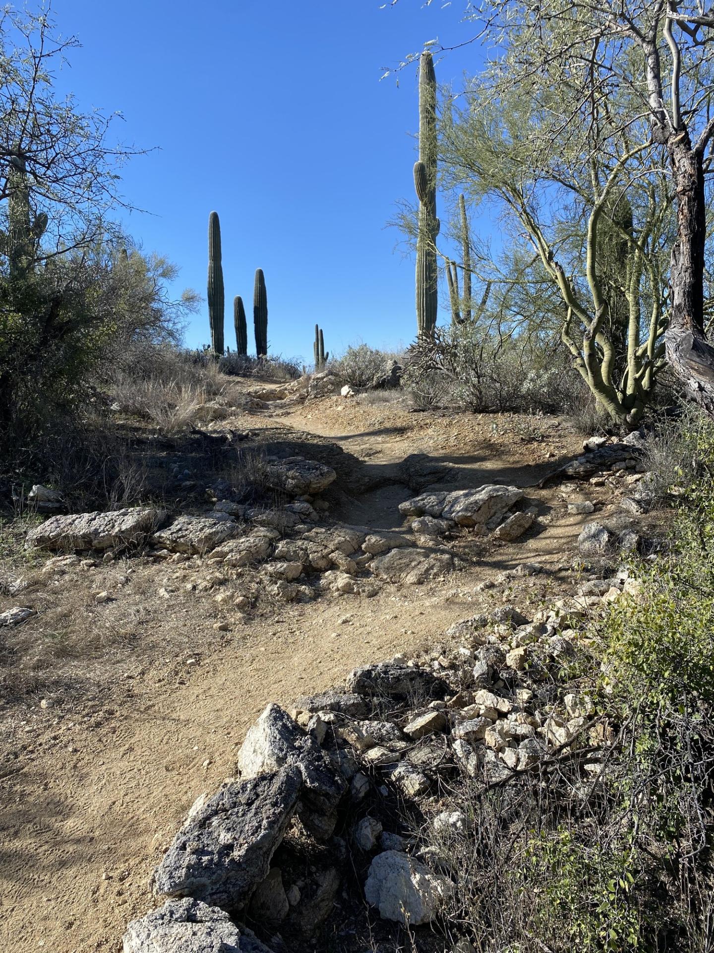 Desert trail with cacti under a clear blue sky.