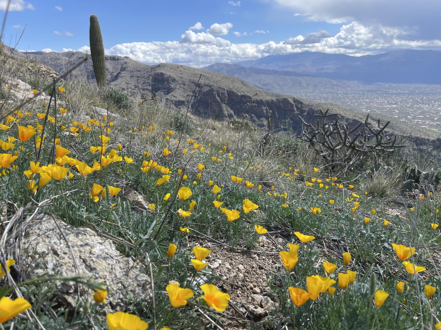Yellow poppies on a hillside with mountains and clouds in the background.