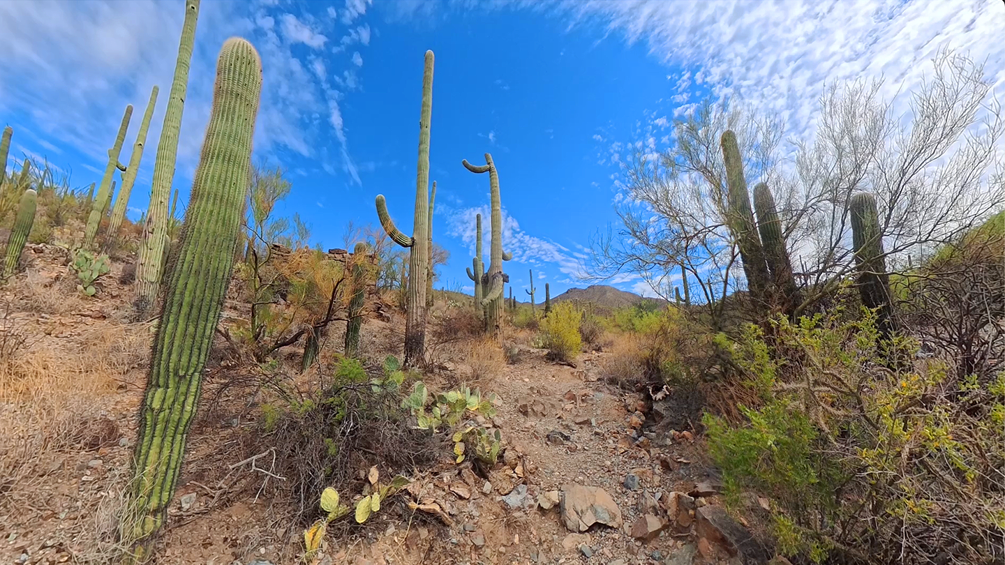 Desert landscape with tall cacti under a bright blue sky.