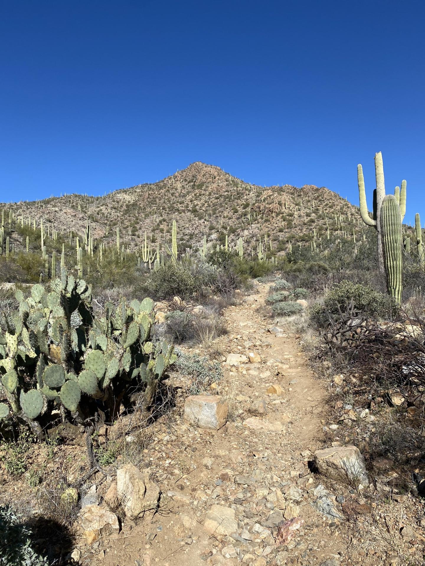 Rocky desert trail with cacti under a clear blue sky.