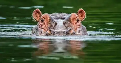 Hippo's head partially submerged in green water.
