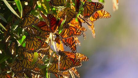 Monarch butterflies clustered on green leaves in Monterey, California, USA.