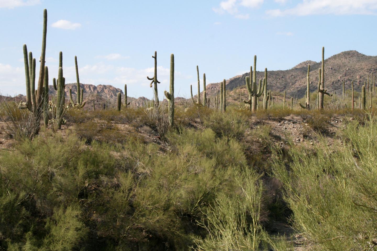 Desert landscape with tall cacti under a blue sky.