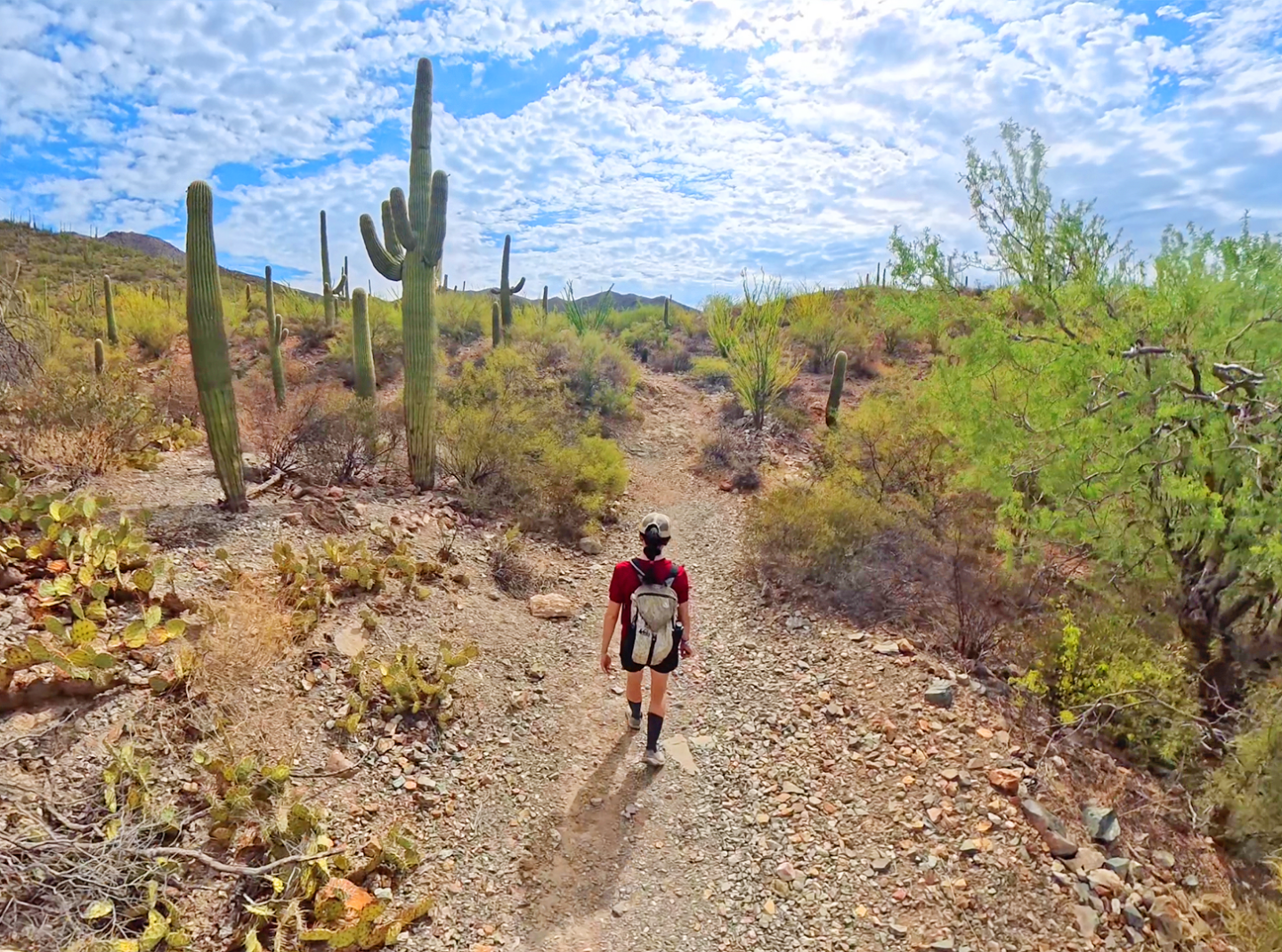 Hiker on a desert trail with cacti under a blue sky with clouds.