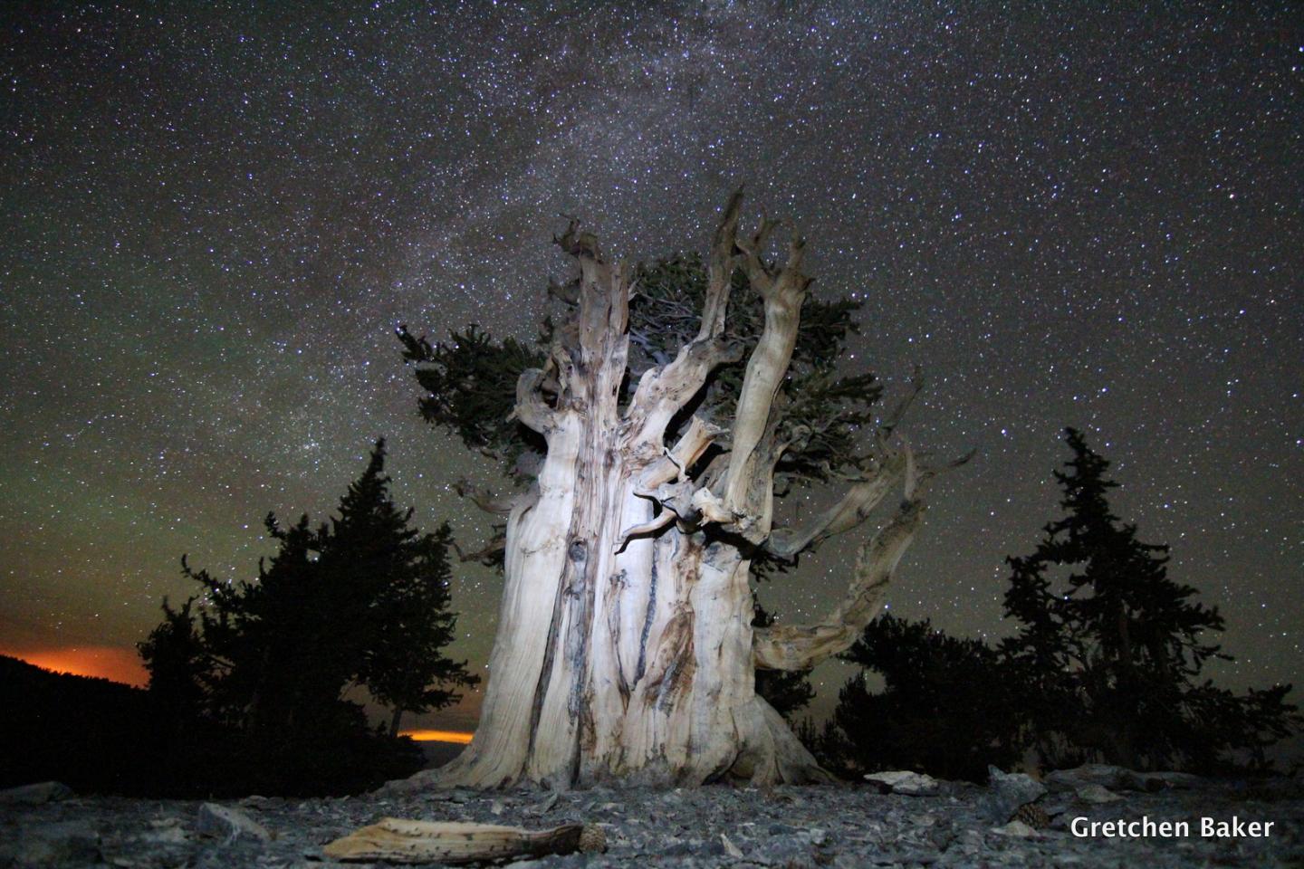 Ancient tree under a starry night sky with silhouetted trees.