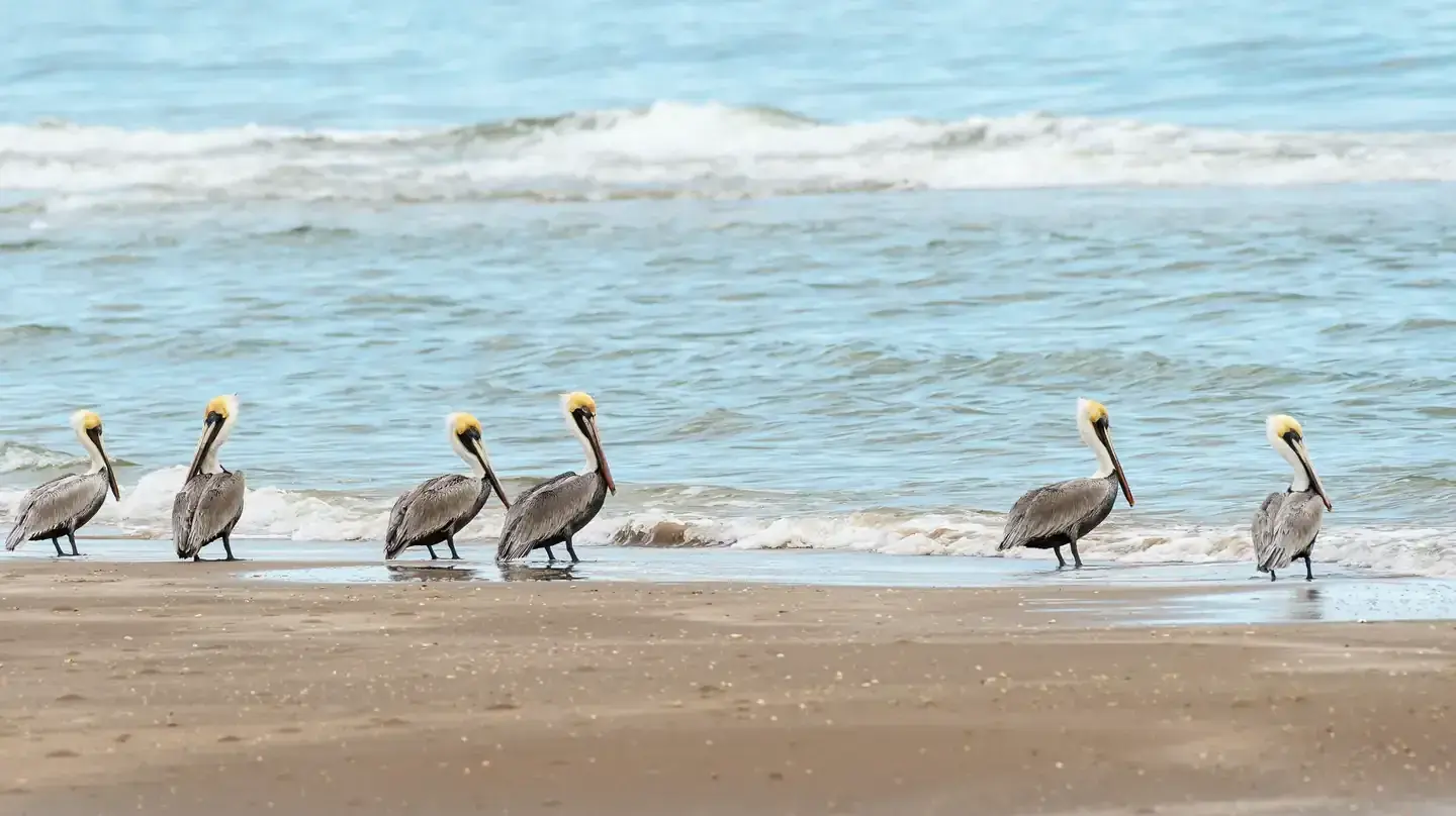 Brown pelicans walking along a sandy beach at Padre Island National Seashore.