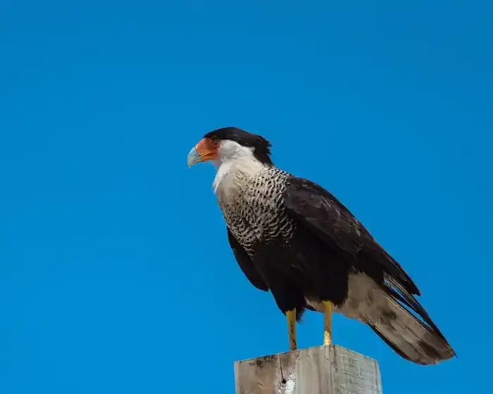 Mexican eagle perched on a wooden post against a clear blue sky.