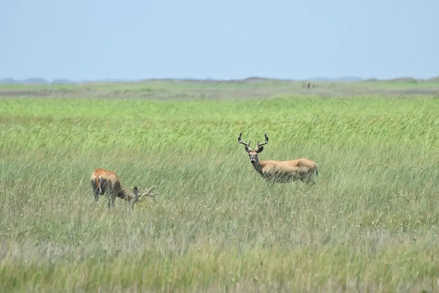 Deer grazing in a vast, grassy field under a clear blue sky.