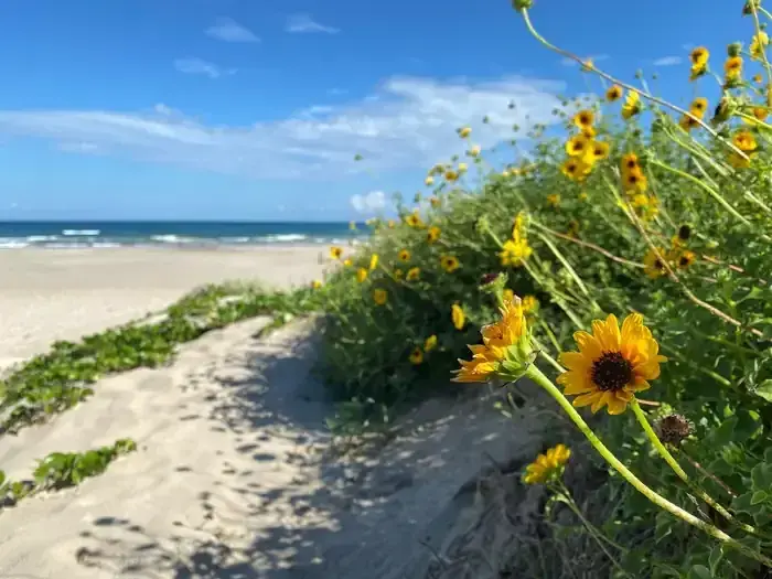 Sandy beach with yellow flowers and blue sky.