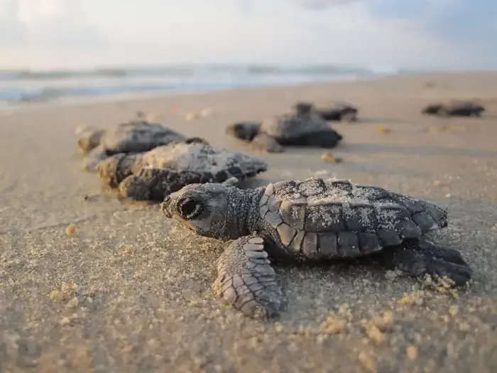 Baby Kemp's ridley sea turtles on a sandy beach, approaching the ocean.
