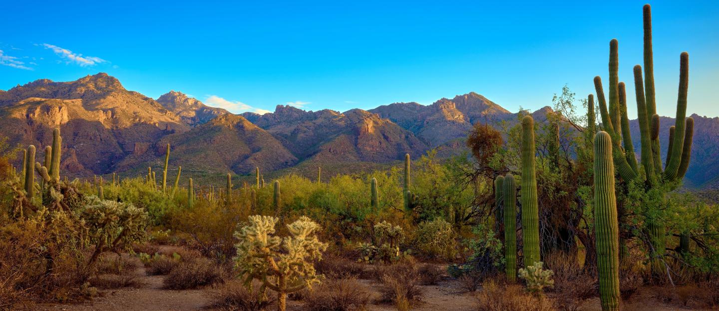Desert landscape with cacti and distant mountains under a clear blue sky.