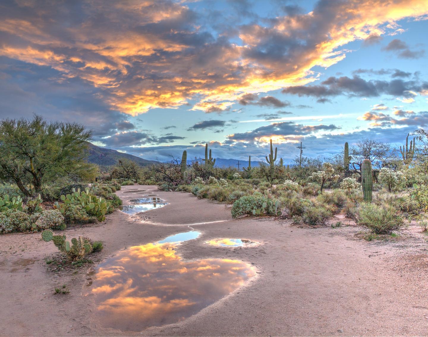 Sunset over a desert landscape with cacti and reflective puddles.