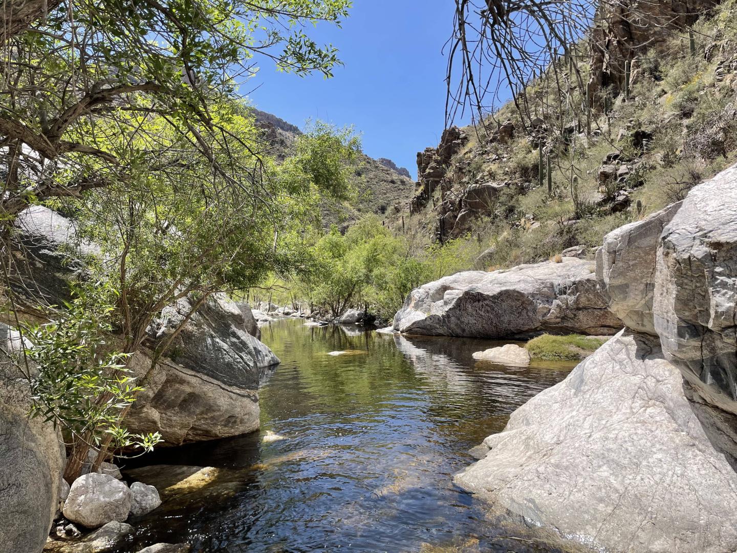 Rocky stream with lush greenery and clear blue sky.