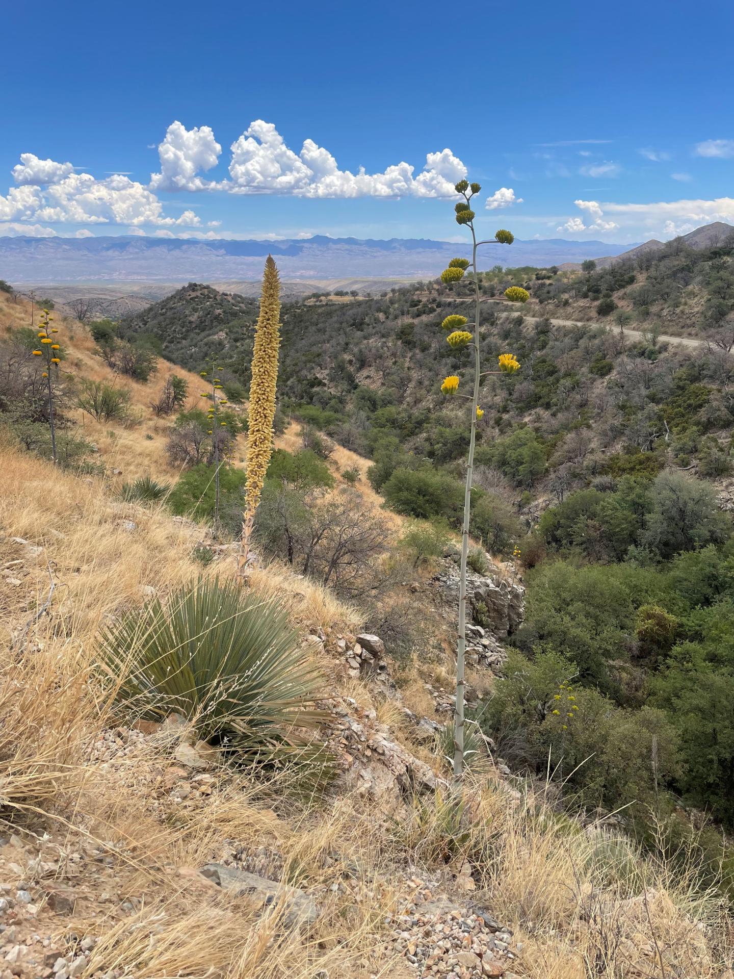 Desert hillside with tall plants under a blue sky with clouds.