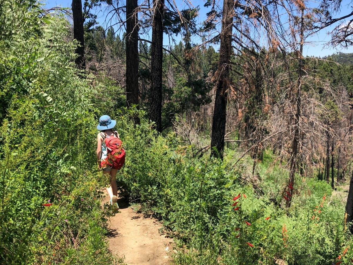 Hiker with a blue hat and red backpack on a Aspen Trail under a clear sky.