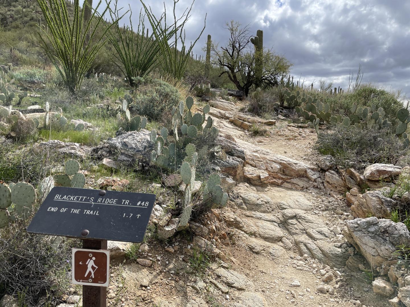 Rocky desert trail with cacti, under a cloudy sky.