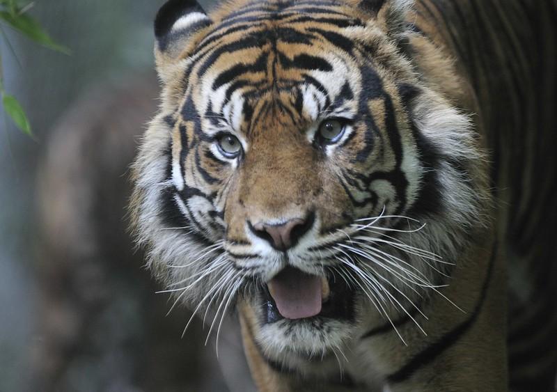 Close up of the head of an adult Sumatran tiger with open mouth, appearing alert in a lush forest setting.