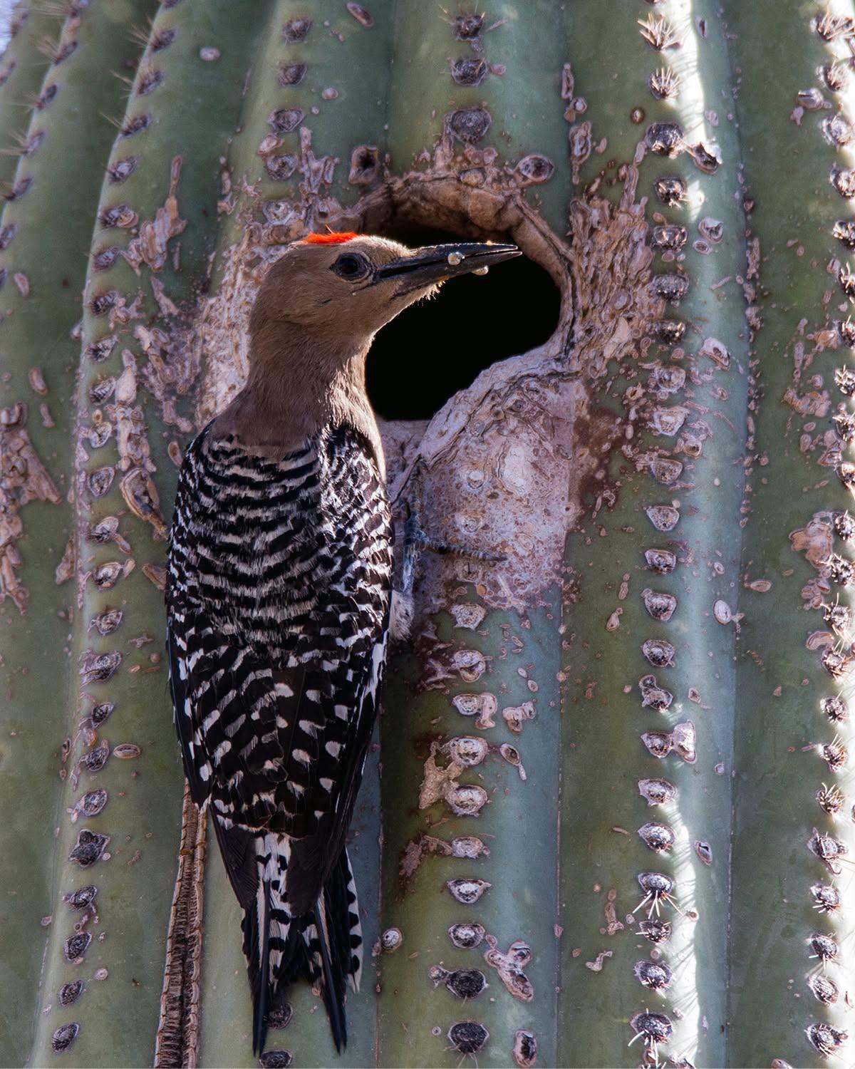 Woodpecker perched on a cactus, peeking into a hole.