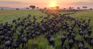 Herd of wildebeest on grassy plain at sunset, trees in background.