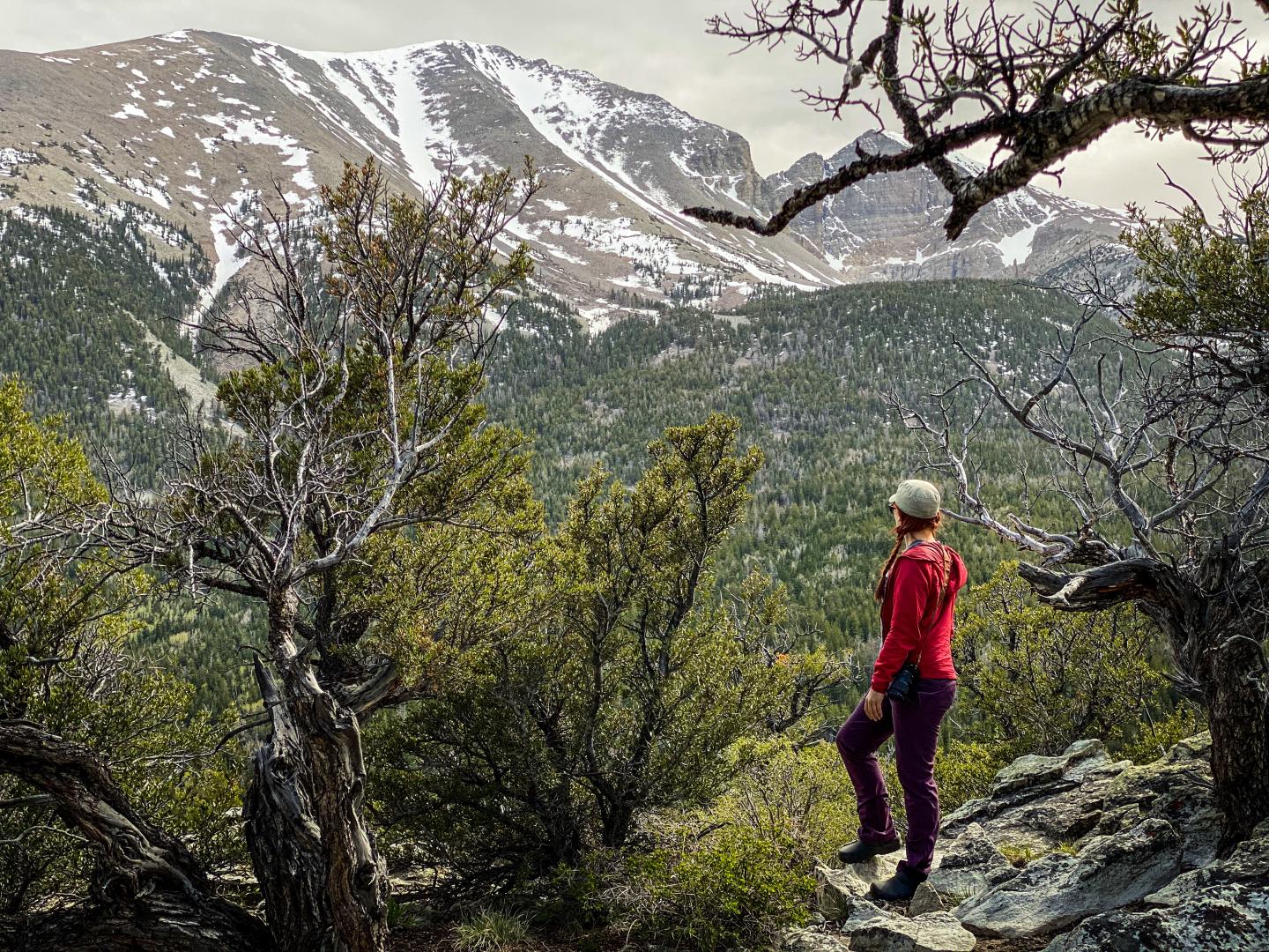 Hiker in red jacket overlooks snowy mountain landscape among trees.