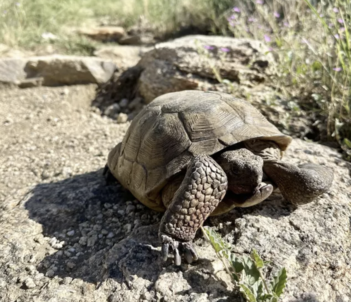 Tortoise walking on a rocky path.