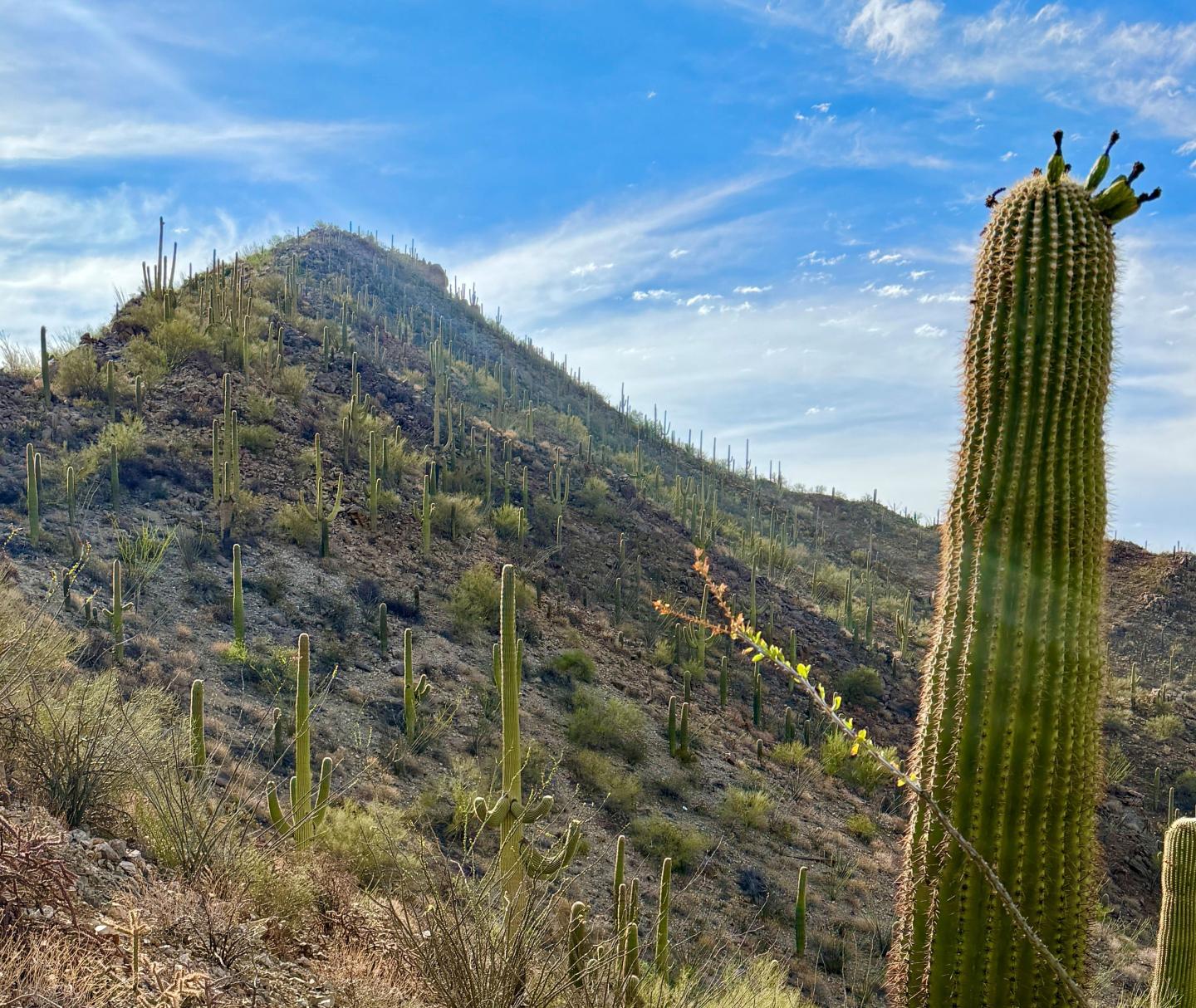 Desert landscape with a tall cactus and distant hills under a blue sky.