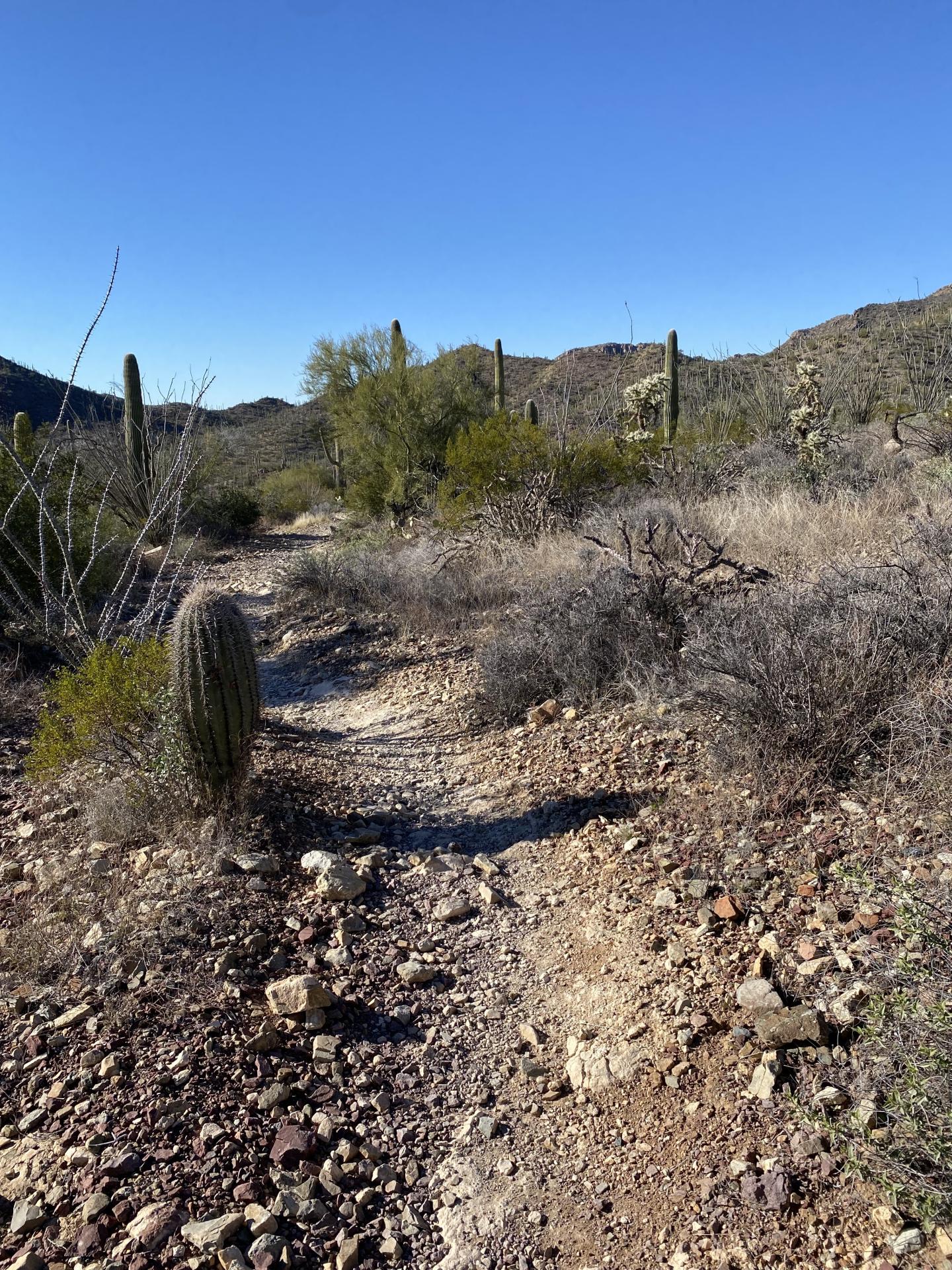 Rocky desert trail with cacti under a clear blue sky.