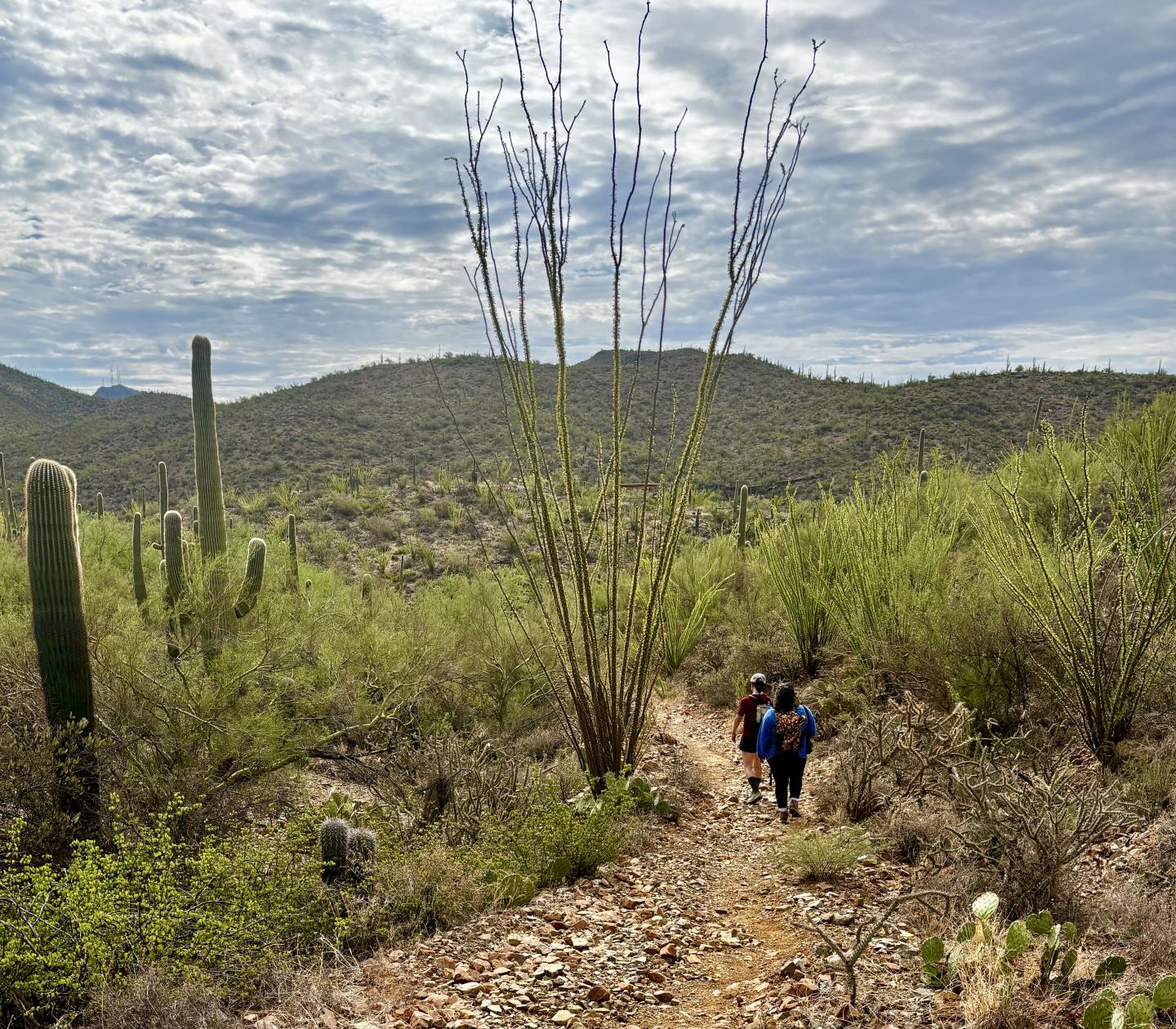Two people hiking desert trail with cacti and cloudy sky.