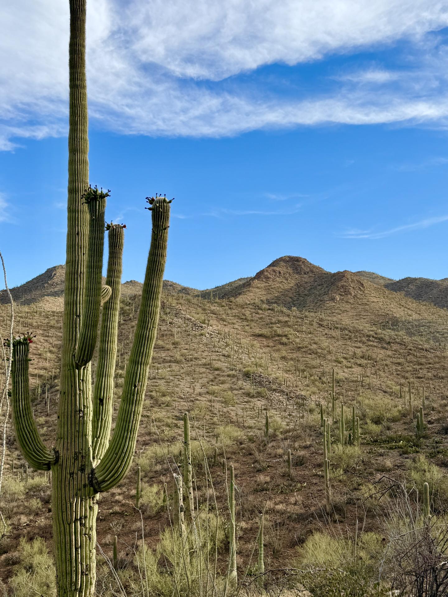 Saguaro cactus in desert landscape under blue sky and wispy clouds.