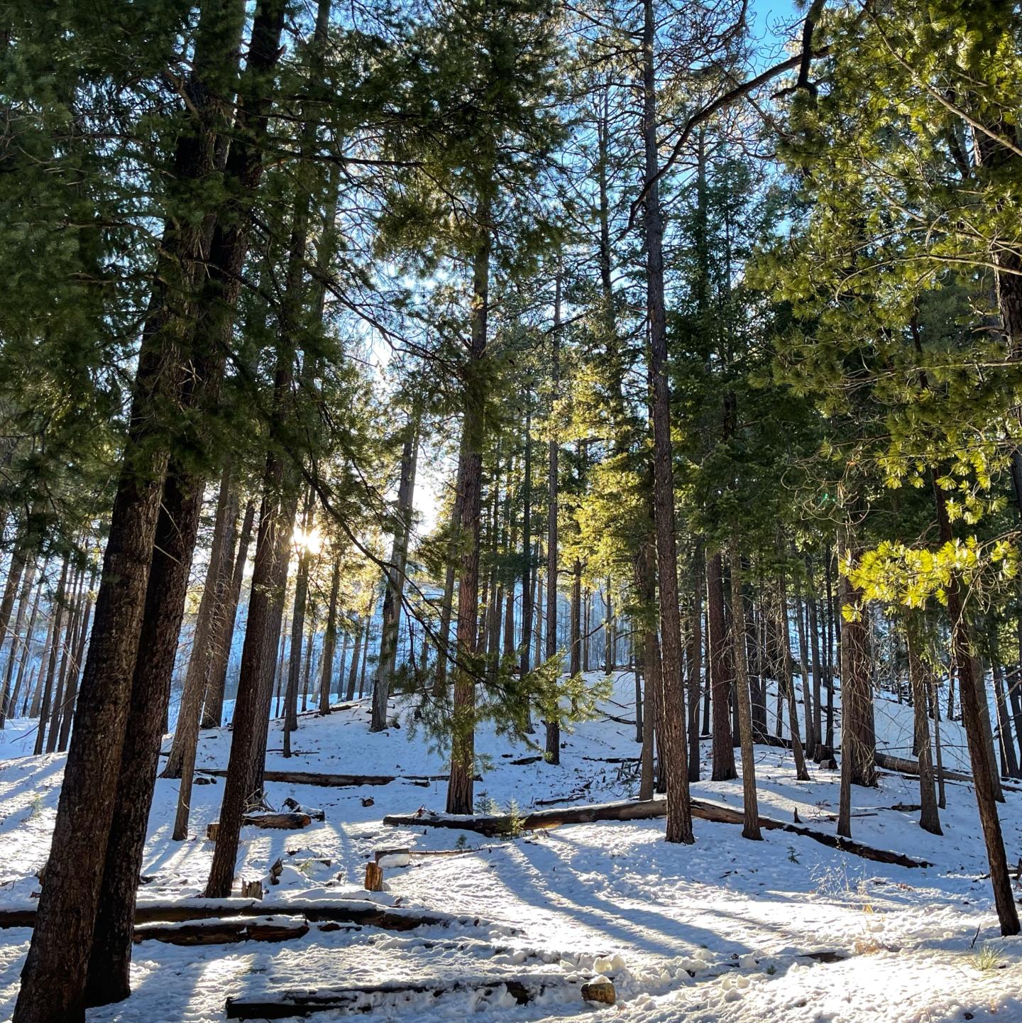 Sunny forest with tall trees and snowy ground.