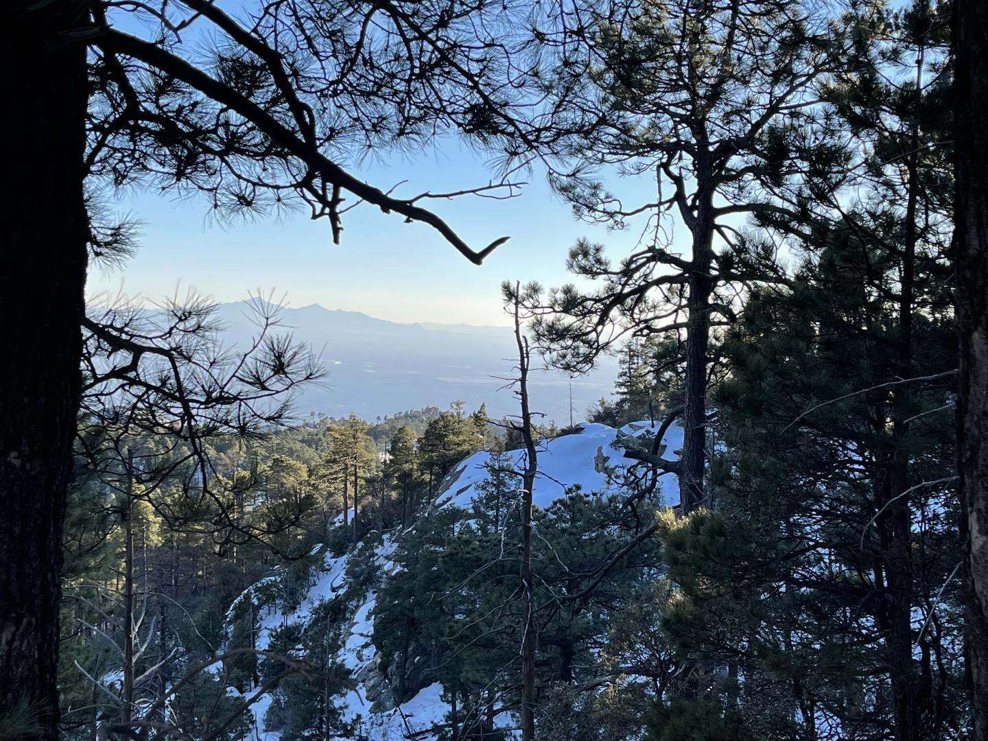 Snowy forest with mountain view through trees.
