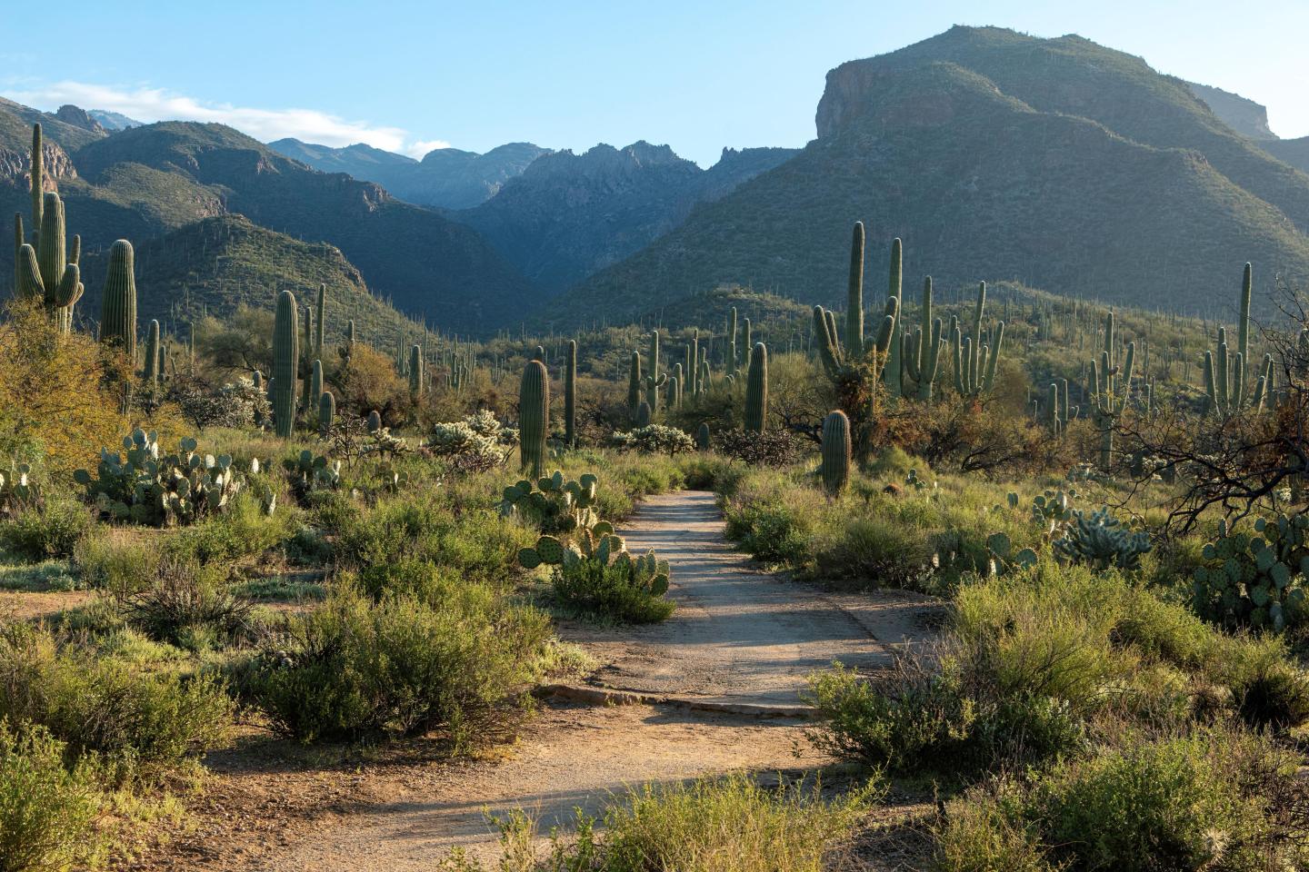 Desert path with cacti, surrounded by mountains under a clear blue sky.