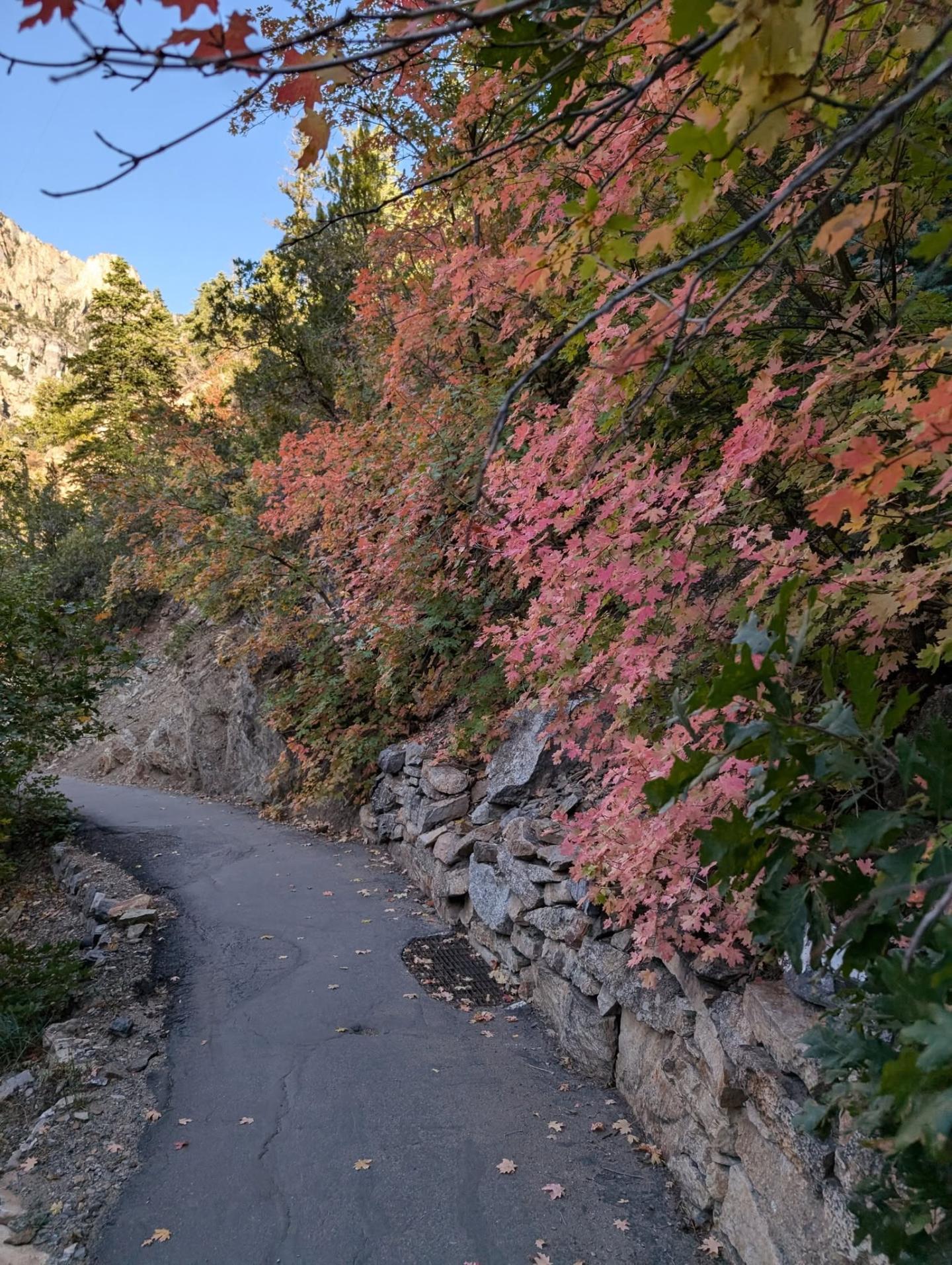 Winding path with vibrant fall foliage by a rocky hillside.