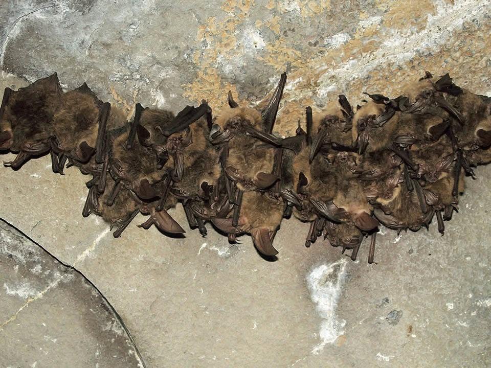 Bats clustered on a cave ceiling.