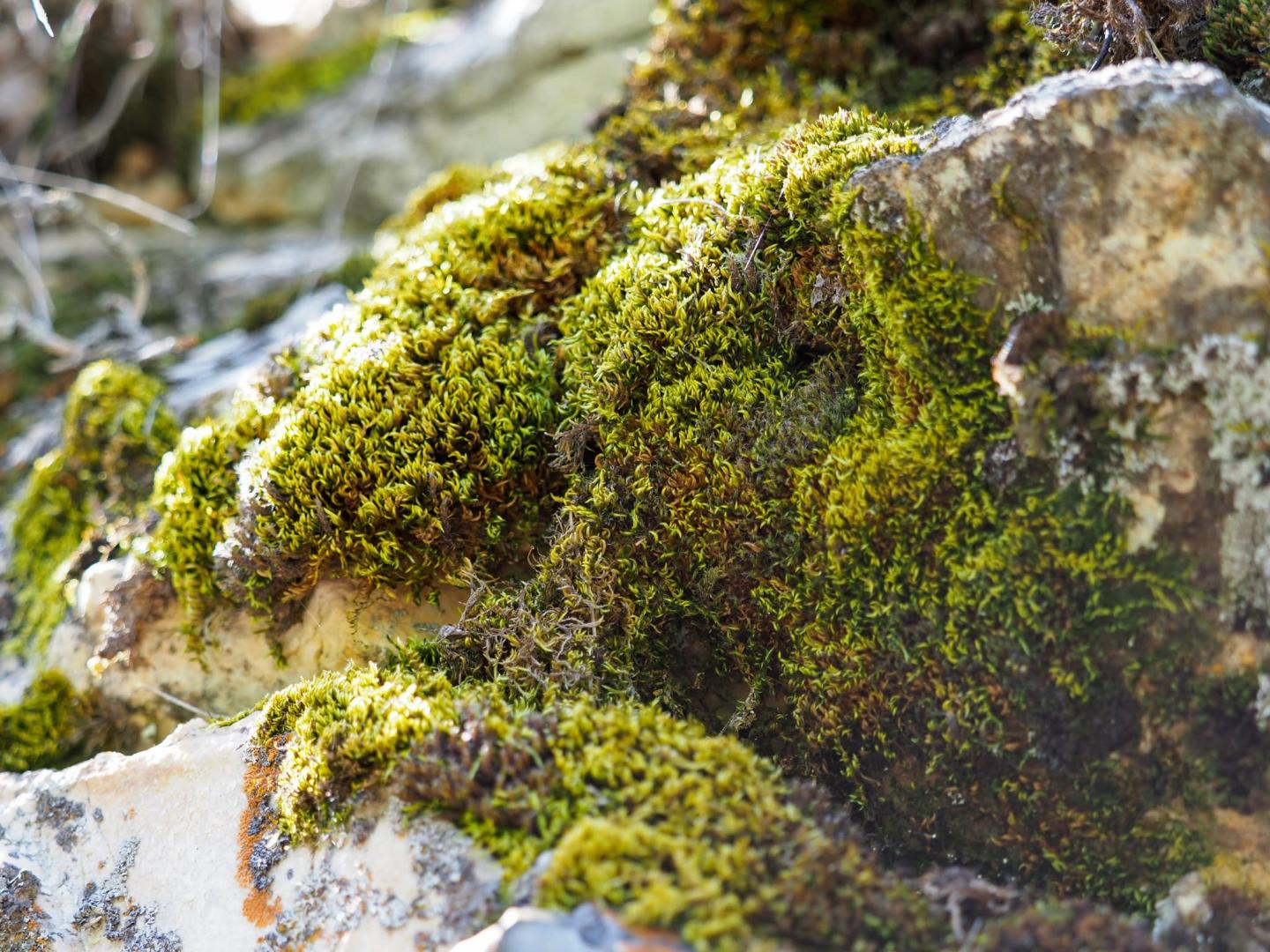 Moss covering rocks in a forest setting, with sunlight filtering through.