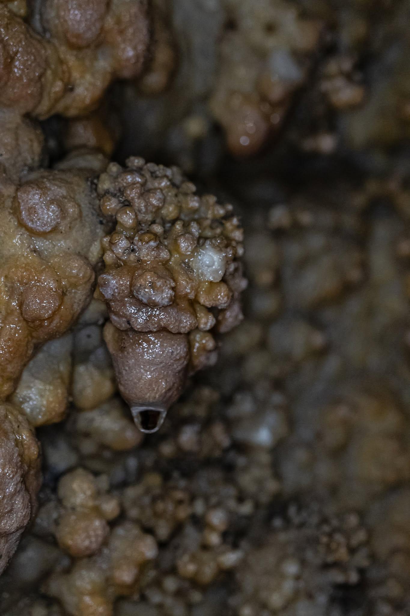 Cave formations with textured, brown stalactites.
