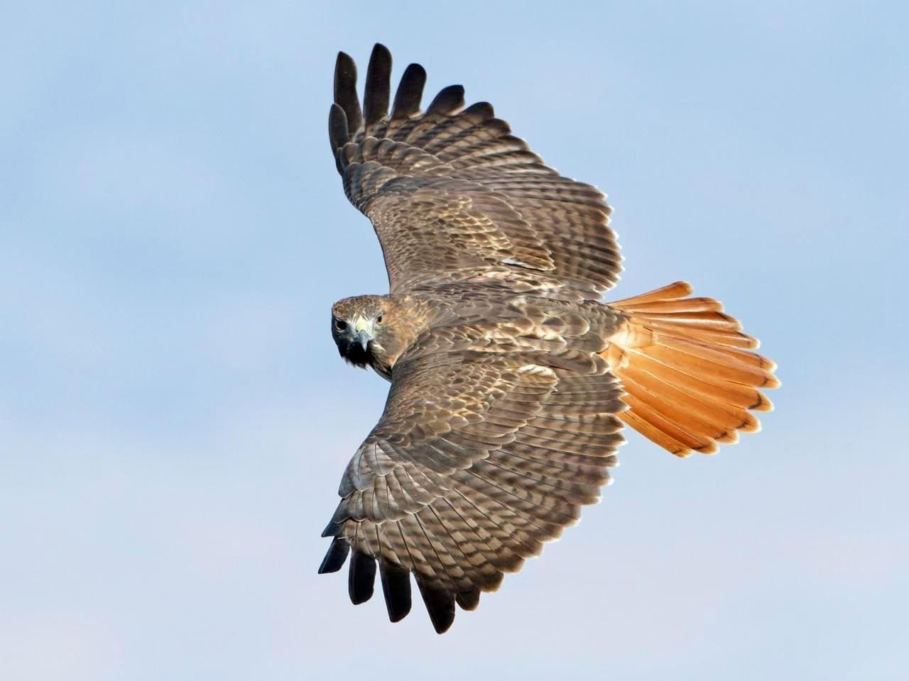 Red-tailed hawk soaring in clear sky with wings spread wide.