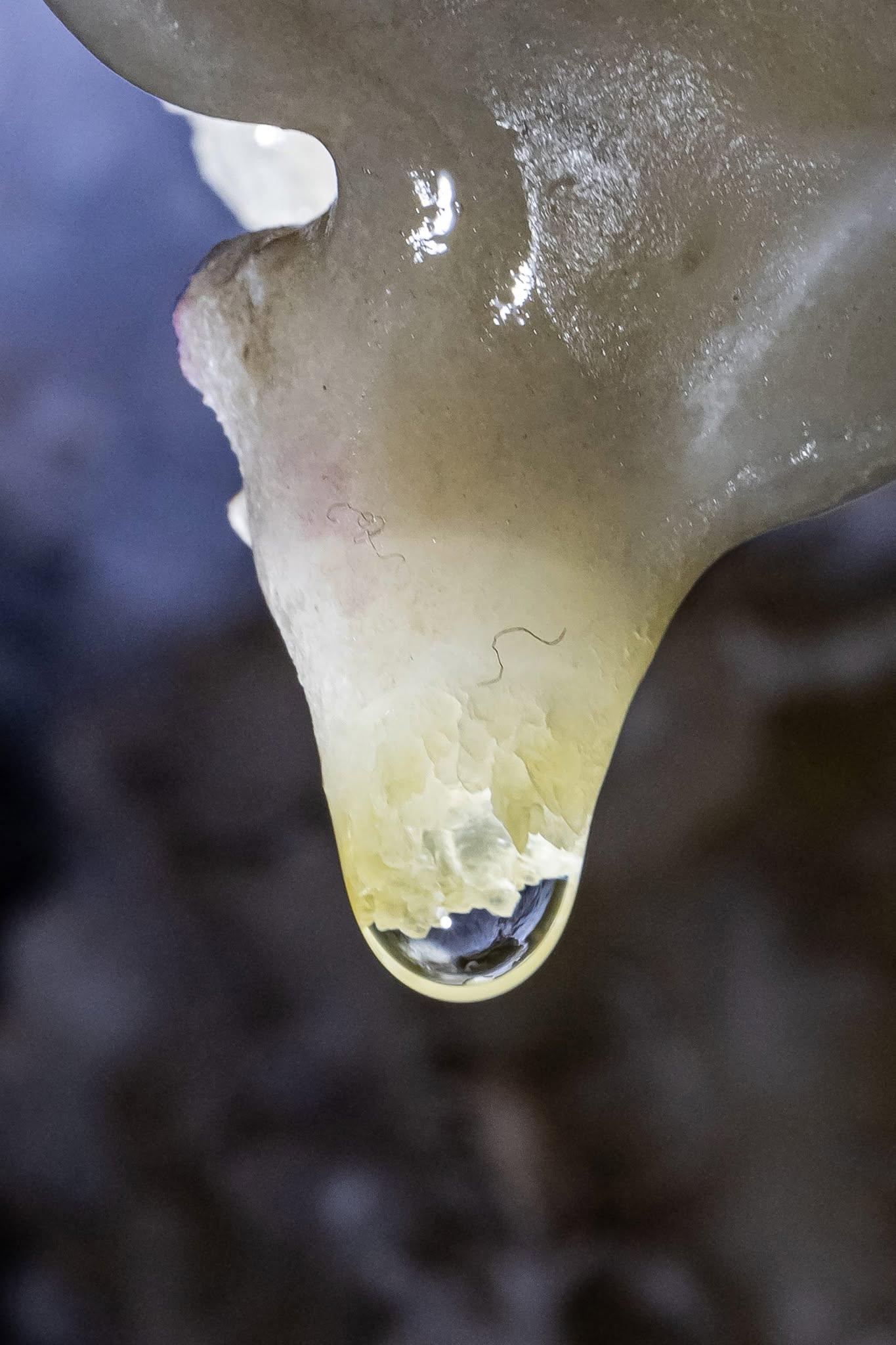 Droplet forming at the tip of a translucent surface.