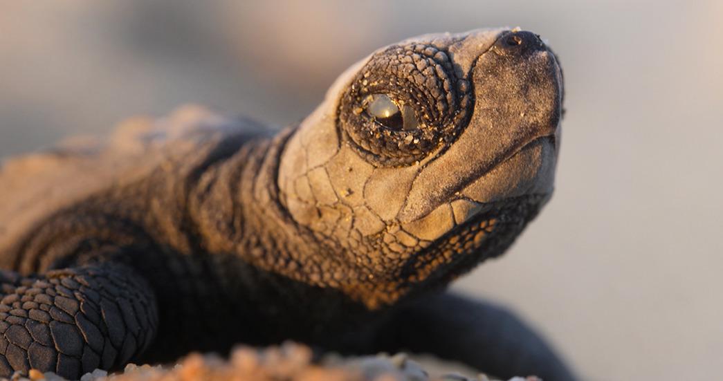Close-up of a baby turtle on sandy beach at sunrise.