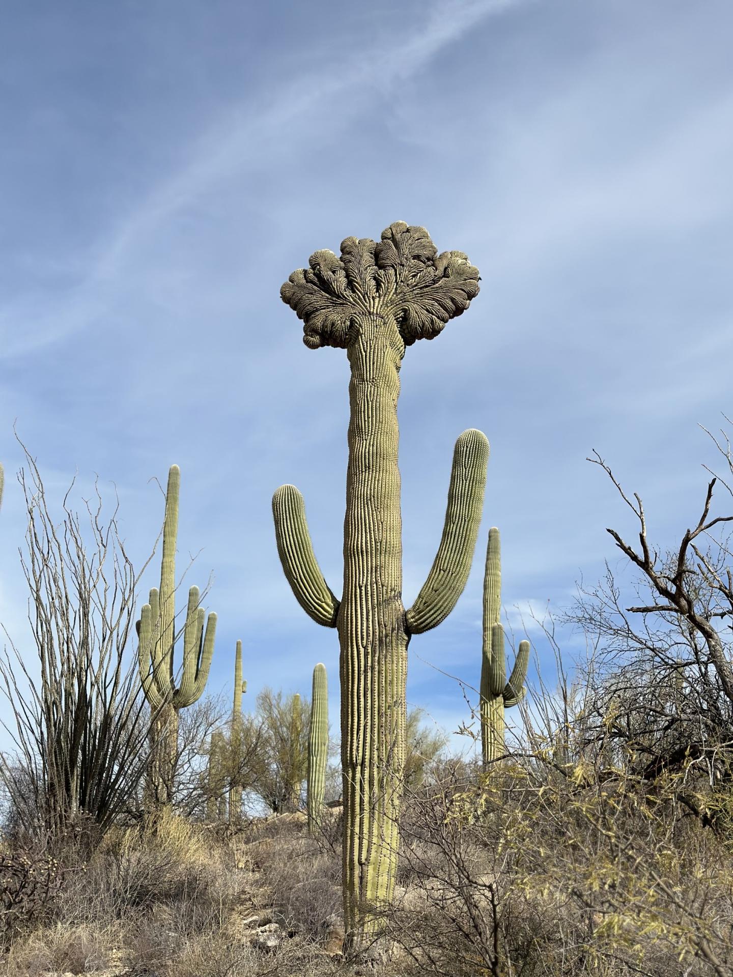 Tall saguaro cactus with crest, desert landscape, blue sky.